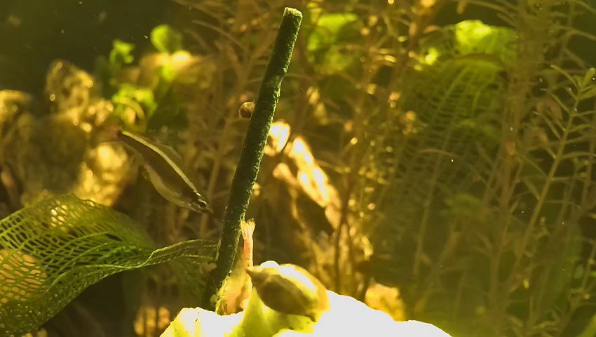 Was my neocaridina shrimp moulting?