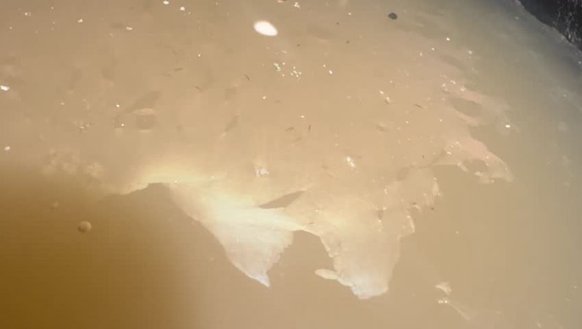 Did I get brine shrimp in my lotus flower pot?