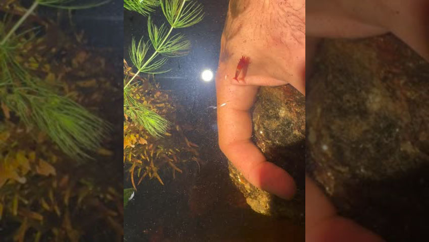 [Neocaridina] they’ve become quite bold!